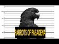 What's Up Pasadena! Parrots of Pasadena