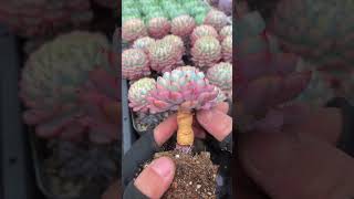 How to Clean & Remove Dead Leaves from Succulents 🌿