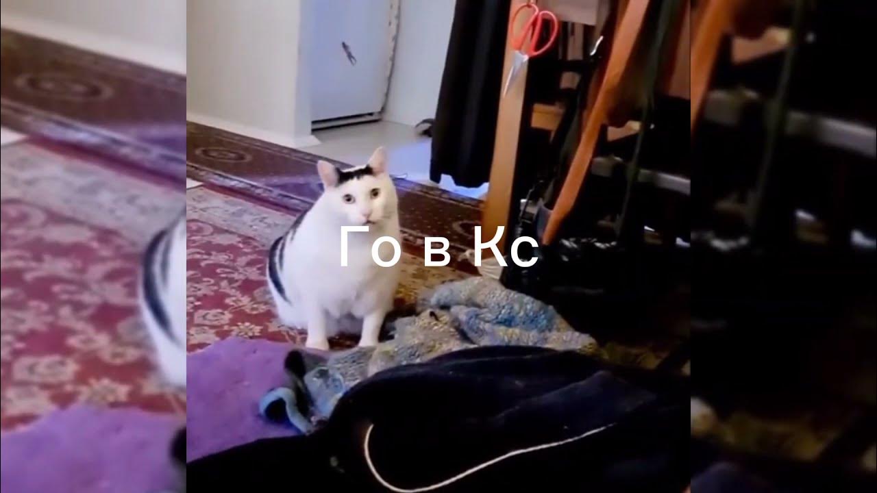 Мем с мяукающим котом белым