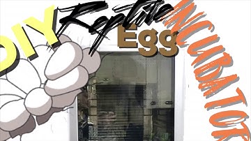 Easy and Cheap DIY Reptile Egg Incubator Build!!!