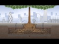 ROOT Growth Animation Video