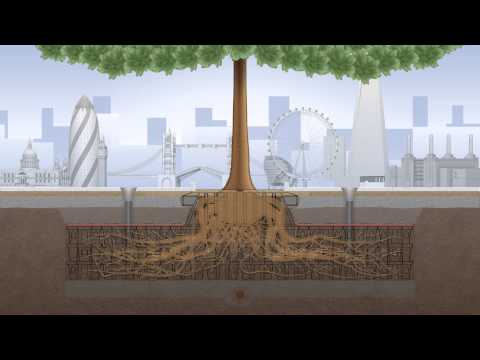 ROOT Growth Animation Video