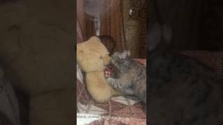 приколы с котами, приколы с животными, приколы 2016, кошки приколы с котами, приколы с животными, приколы 2016, кошки