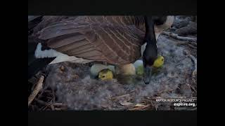 Three Canadian Goslings Hatch, More With Pips 04.13.2024 (explore.org)