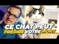 3 histoires dingues mais vraies sur lintuition dont un chat qui prdit les dcs