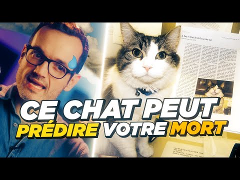 3 histoires DINGUES (mais vraies) sur l'Intuition (dont un chat qui prédit les décès)