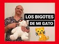 Los bigotes del gato.