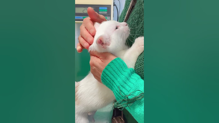 病院が怖くてママに抱きつく子猫が可愛い過ぎる