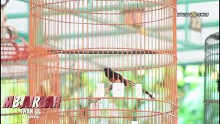 AKSI MURAI BATU MUDA AIRBAH MILIK IWAN GL JUARA 1&3 DI HARI KEMERDEKAAN  HUT RI KE 79TH