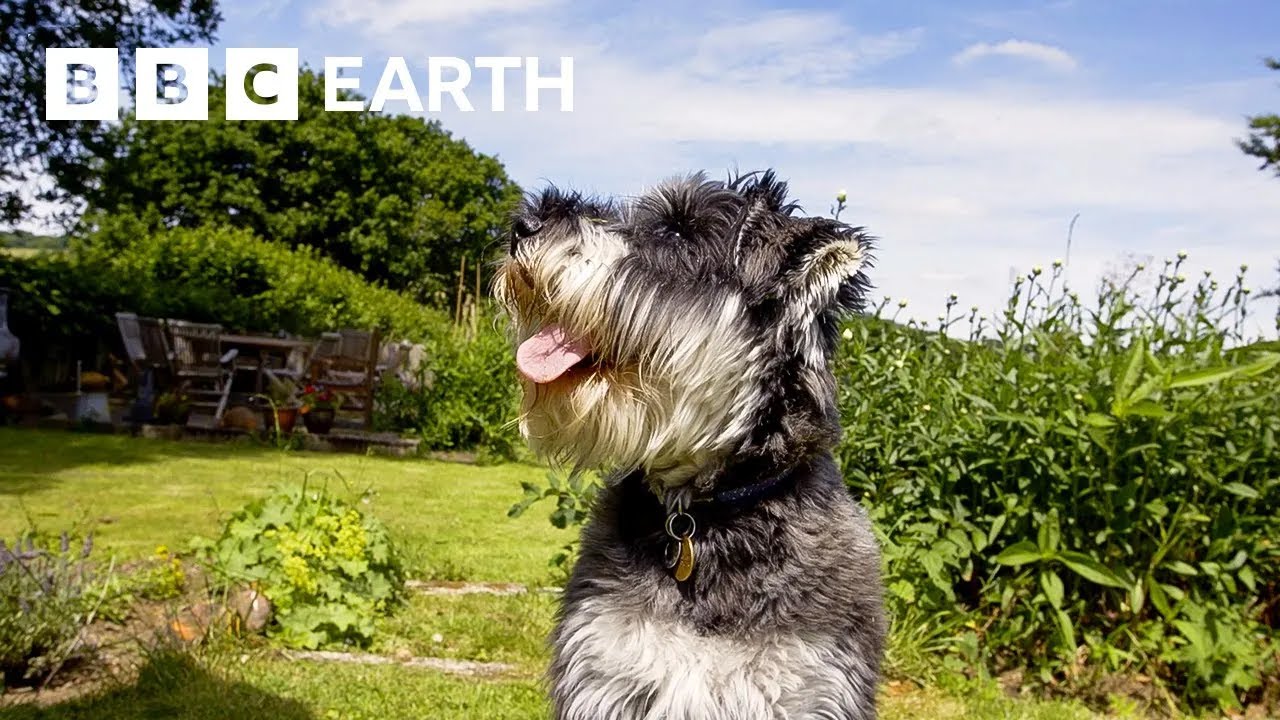 Play: These Puppies Love Treats a Little Too Much: a gentle, funny watch