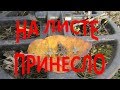 КОП 2018. На листе принесло.