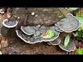 ಸದ್ದಿರದೆ ಪಸುರೋಡೆಯ nature song