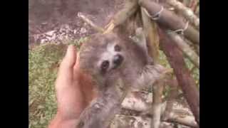 baby Sloth (jungle animal) doing excercises