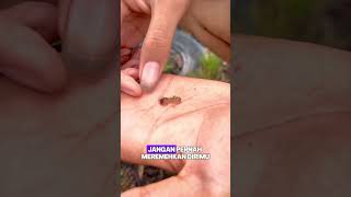 Anak ular naga #shorts #hewanunik #edukasialam #hewanlangka #animaladventure