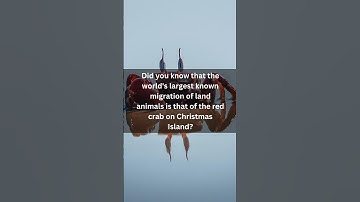 Millions of Red Crabs Take Over Christmas Island in Mind-Blowing Migration! You Won