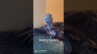 How can you tell if your red eared slider is happy?