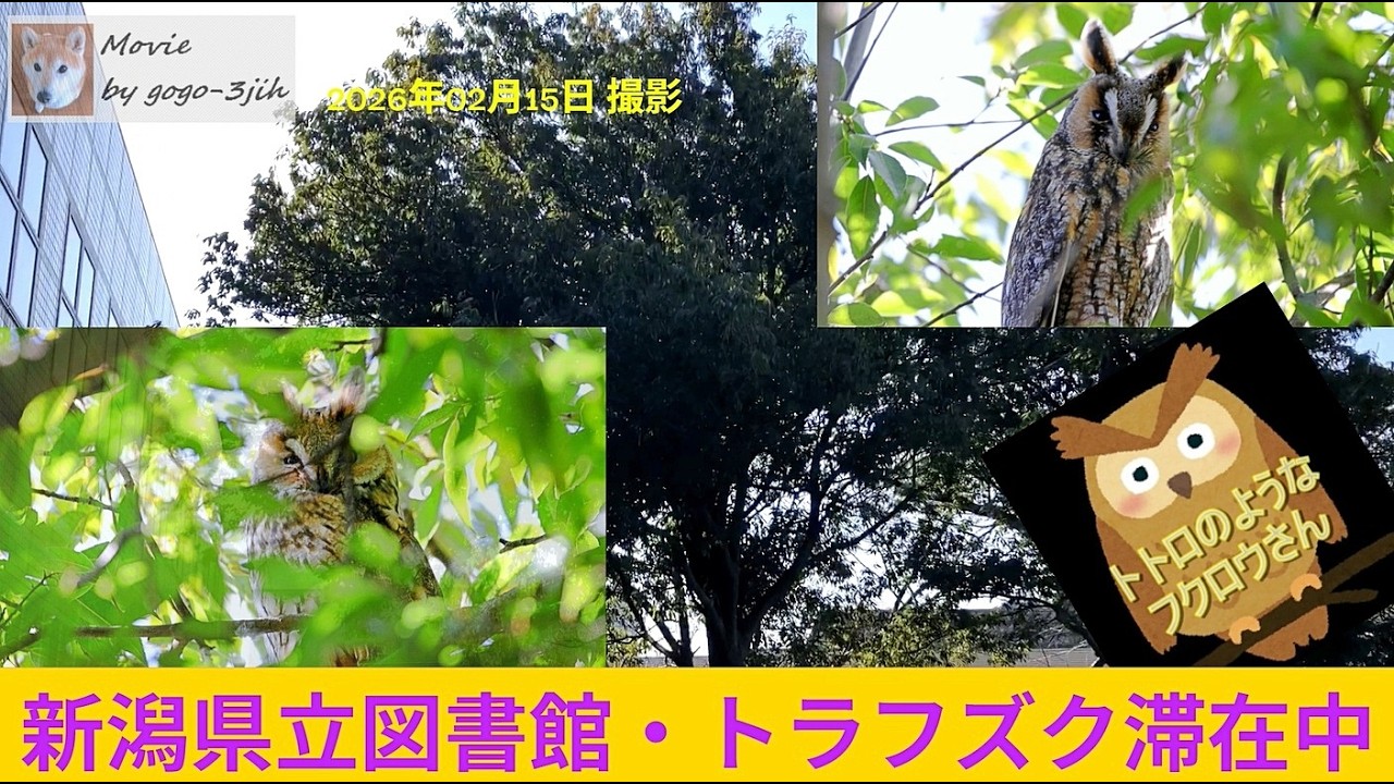 🦉Long-eared Owl at Niigata Prefectural Library #birdwatching