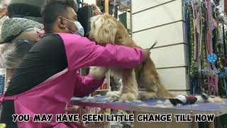 cocker spaniel grooming | matted dog transformation