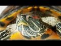 How to Set Up an Aquatic Turtle Tank | Pet Turtles