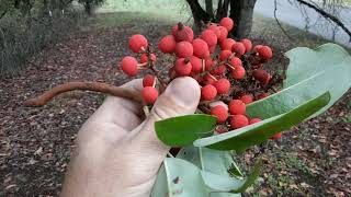 Ягоды земляничного дерева Pacific Madrone