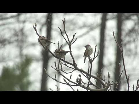 Видео: Къде изчезнаха врабчетата? - Алтернативен изглед