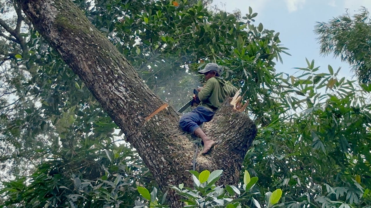 Great ‼️Best skill man cutting down Huge tree with strongest chainsaw ...