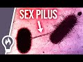 Why the sex pilus is so dangerous  horizontal gene transfer