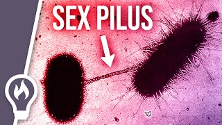 Why the sex pilus is so dangerous - horizontal gene transfer