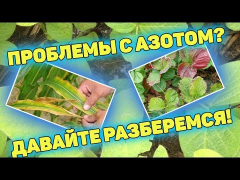 Чего не хватает растению? ЧАСТЬ 1 АЗОТ