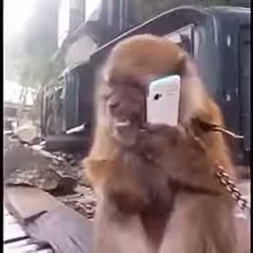 Monyet ajah punya pulsa buat telepon pacar