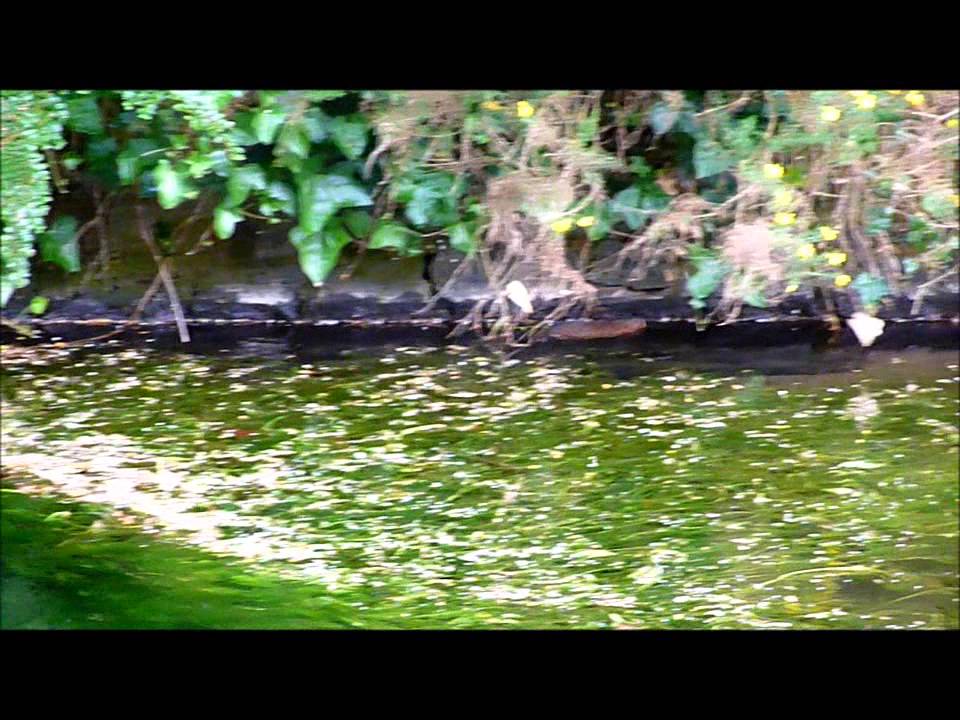 camera iphone 8 plus apk Water Vole in Cheddar