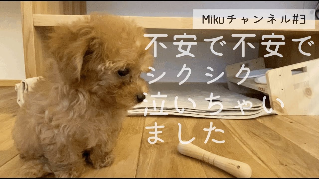 号泣 涙なしでは観られない シクシク泣いちゃったmikuちゃん マイクロティーカッププードルの子犬mikuちゃんの成長記録 3 癒しの犬動画 Youtube 号泣 涙なしでは観られない シクシク泣いちゃったmikuちゃん マイクロティーカッププードルの子犬mikuちゃんの成長記録 3 癒しの犬動画 Youtube