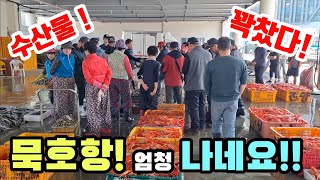 묵호항 좌판 어시장 고등어 터졌다? 시즌 시작! 이거 다 어떡하죠? 가자미 돌돔 진짜 역대급 최고다! korean fish market channel