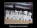 Удивительные животные. Funny animals.