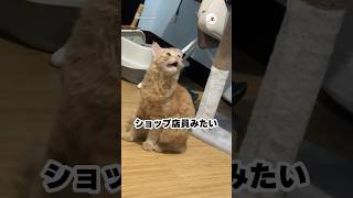 『いらっしゃいませ〜♪』って聞こえてきそう|PECO