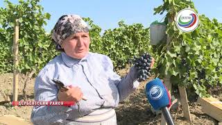 В Дербентском районе в разгаре уборка винограда