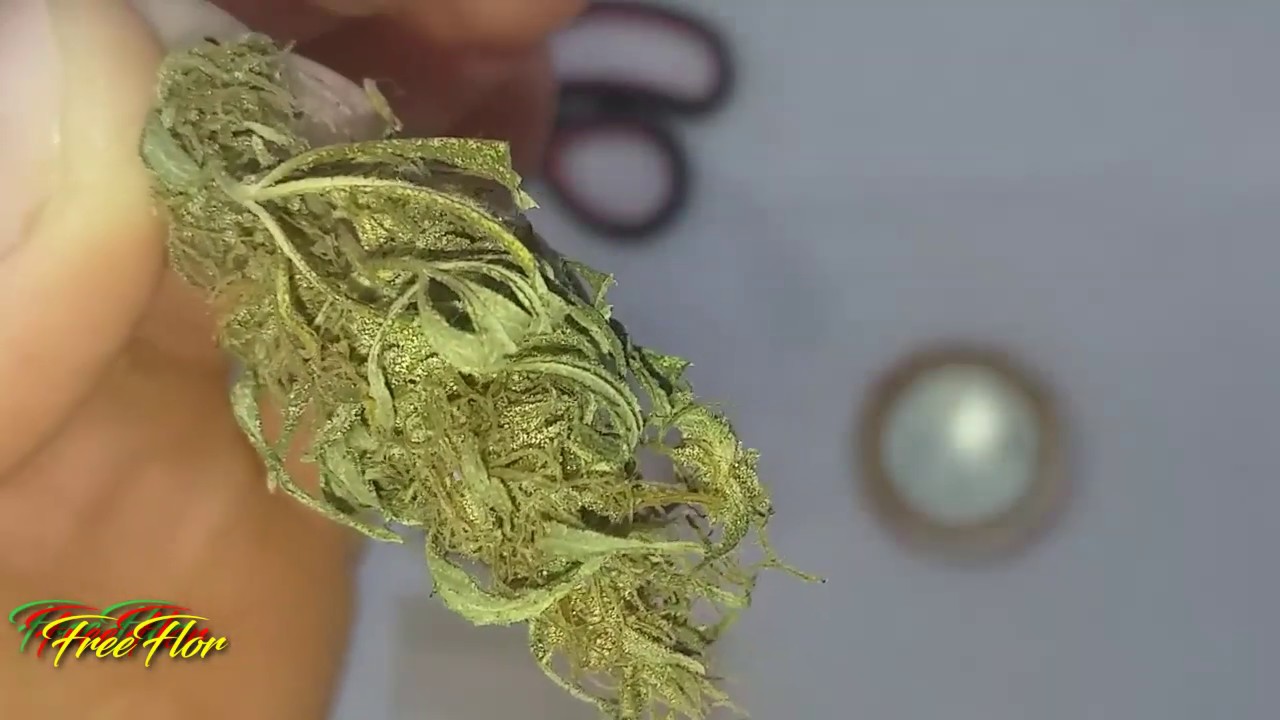 BOLANDO BASEADO DE FLOR - 65 DIAS DE CURA NO POTE HERMÉTICO.