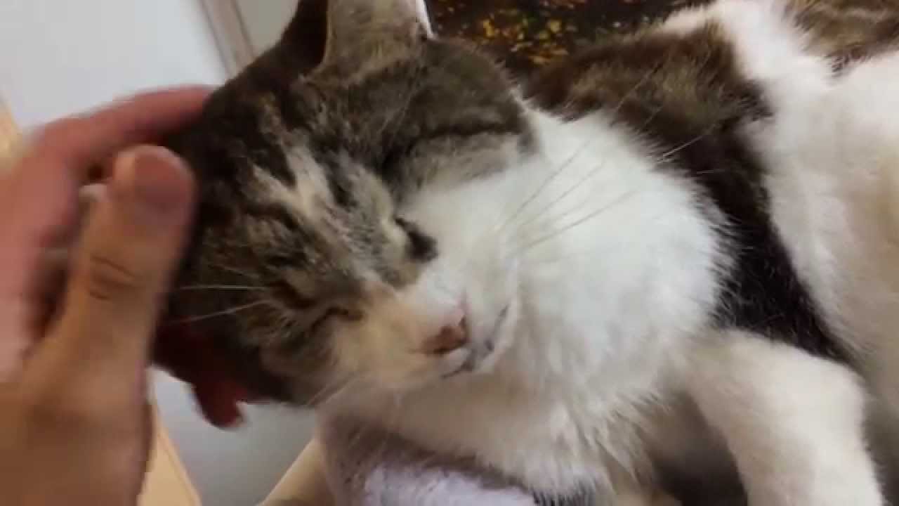 special needs animals for adoption near me Meet Tori
