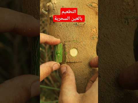 التقنية التى يبحث عنها الجميع لتطعيم الاشجار الكبيرة فى العمر