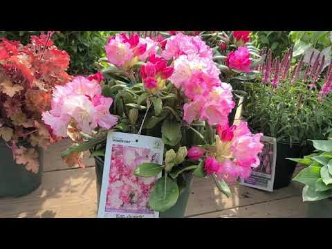 Video: Katevba Rhododendron: Plant En Versorging, Beskrywing Van Die Variëteite 