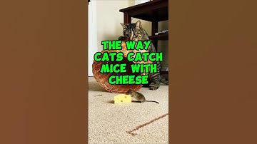 The way cats catch mice with cheese,#shorts #shortsviral #funny#comedy