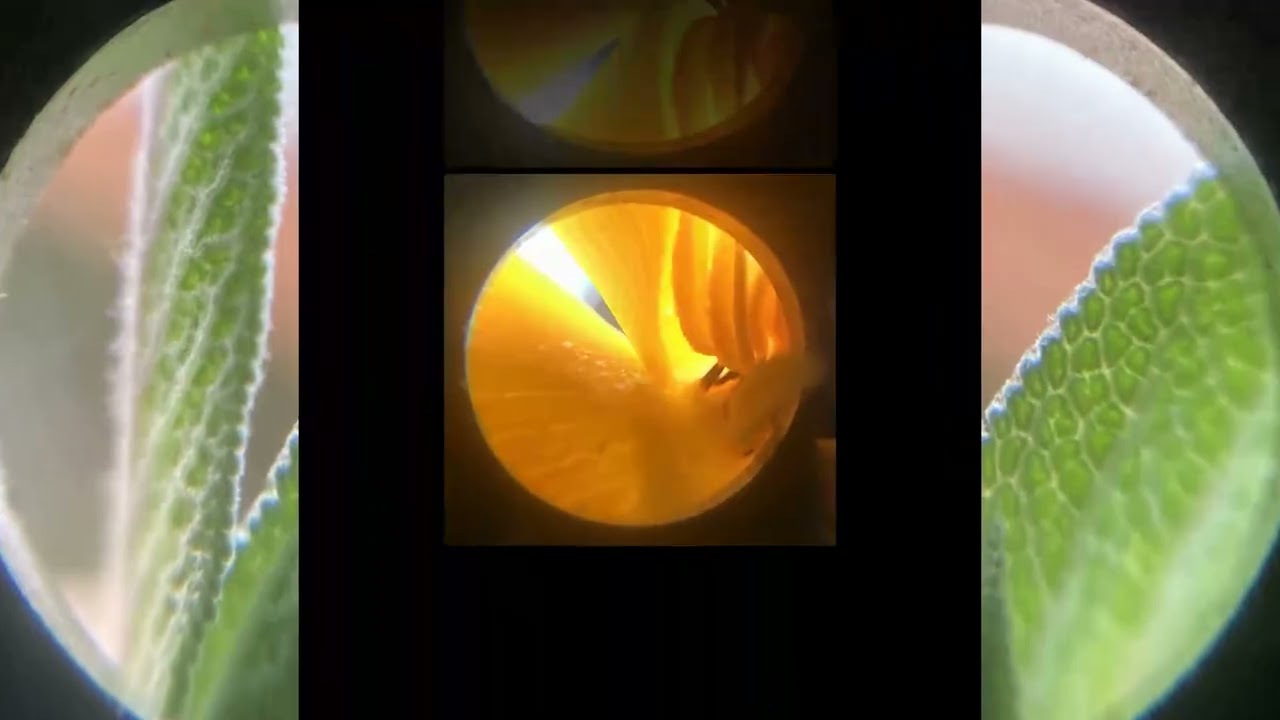 Nature Magnified 422 Looking Closer