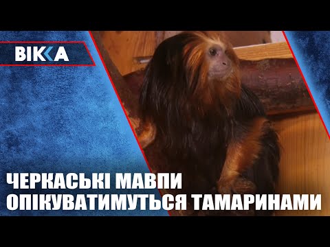 ВІККА - Черкаси / Новини: Черкаські Мавпи опікуватимуться Каєм і Гердою