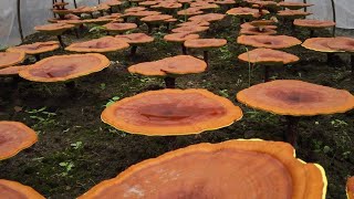 How Its Grow Reishi  Red Reishi Mushroom Farm  Reishi Mushroom Harvest And Processing