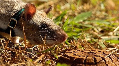 Heroic Rats Sniff Out Landmines In Africa, Could Save 1,000s Of People Worldwide