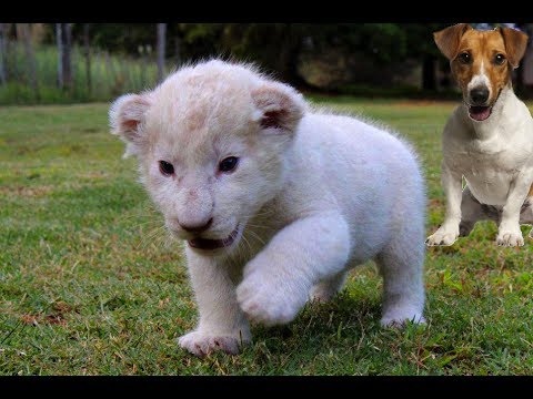 Video: Pet Scoop: Chihuahua găsește un trio de fete dispărute, câine promovează un cub leu rar alb