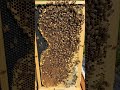 Interesting Honeybee Fact #32