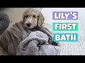 Puppy's First Bath! Cutest 7 Week Old Standard Poodle!