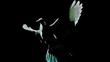 Birds Do Not Sing in Caves