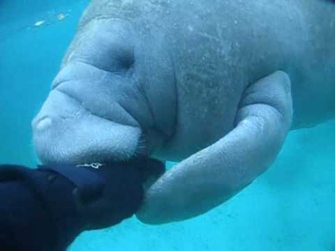 Crystal River, Three Sisters Springs, February 2010: This young manatee was playing with me for some five minutes. What really made me sick: During my one week stay at Crystal River I saw so many snorkellers, u/w photographers and -videographers who - although strictly forbidden - were chasing, harassing and diving down to the manatees. This guy (or girlie??) here came up to me to play while I was drifting motionless on the surface. Obviously, we both enjoyed it!